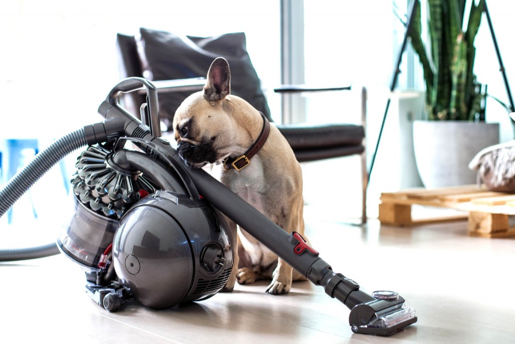 Best Pet Vacuum Cleaners That Tackle Hair And Dirt With Ease